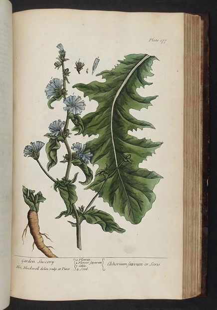Chicorium intybus drawn from life; E. Blackwell, A Curious Herbal (MDCCXXXVII 1737), Plate 177