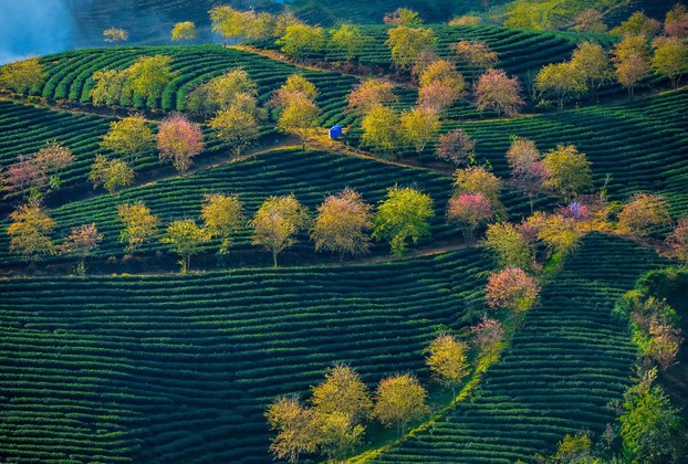 Ô Quý Hồ tea plantation, viewed from top of Ô Quý Hồ Pass; Lai Cai and Lai Chau province borderlands, northwestern Vietnam