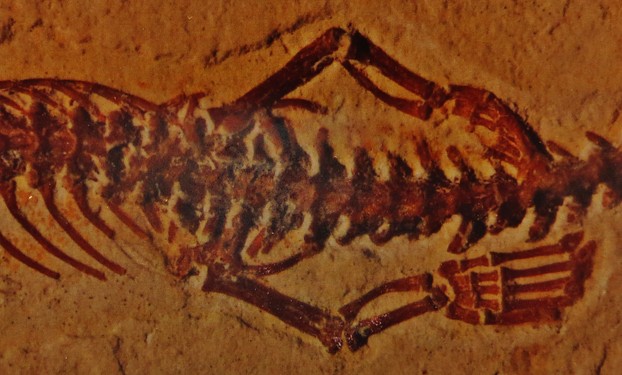 hindlimbs of skeleton of Tetrapodophis amplectus; Bürgermeister-Müller-Museum, Solnhofen, Germany