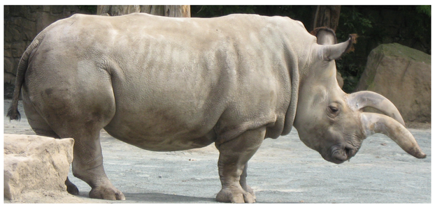 Colin Groves et al., "The Sixth Rhino" (2010), Figure 9