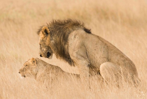 African Lion Mating