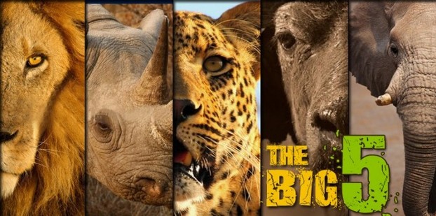 Big 5 African Wildlife