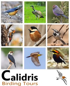 Calidris Birding Tours