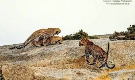 Leopard of Bera