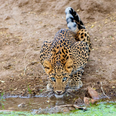 Leopard At Jhalana