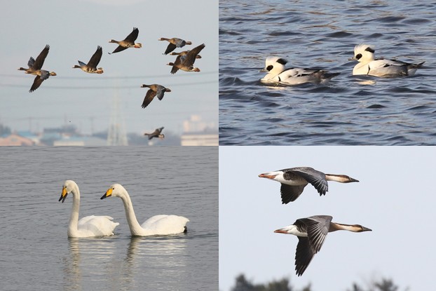 Greater White-fronted Geese | Smew | Whooper Swans | Swan Geese