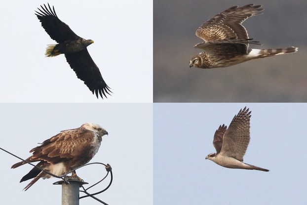 White-tailed Eagle | Hen Harrier | Upland Buzzard | Northern Goshawk