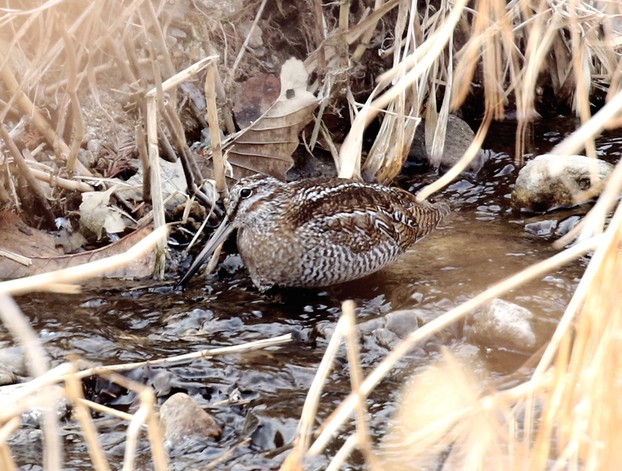 Solitary Snipe