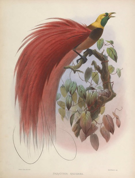 D.G. Elliot, A monograph of the Paradiseidae or birds of paradise (1873), Plate III