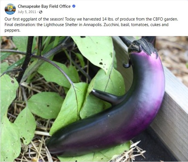 "Our first eggplant of the season!"