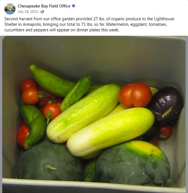"Watermelon, eggplant, tomatoes, cucumbers and peppers will appear on dinner plates this week."