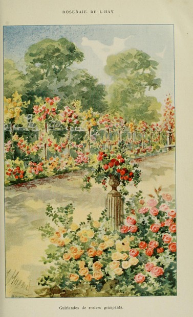 Jules Gravereaux, Les Roses cultivées à l'Haÿ en 1902, Plate 2, opposite page 38