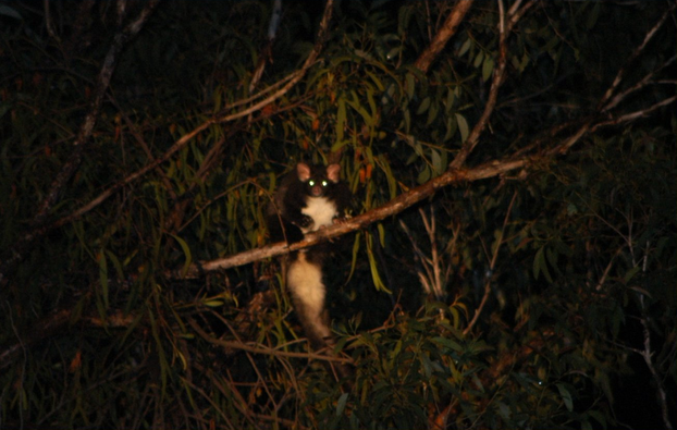 upper tree canopy, Mount Royal National Park, Hunter region, northern New South Wales