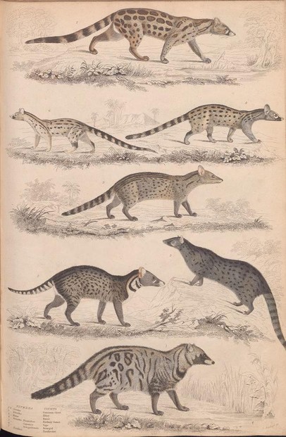 (top) V. pardina; (row 2) G. senegalensis, G. numidica; (row 3)  V. rasse; (row 4) V. zibetha, G. capensis; (row 5) V. civetta