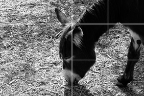 Donkey rule of thirds