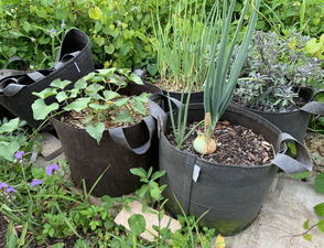 Fabric bags in Spring with sweet potatoes and onions