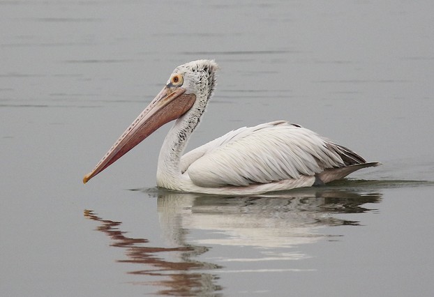 Spot-billed Pelican