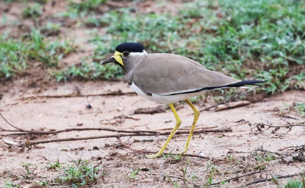 Yellow-wattled Lapwing