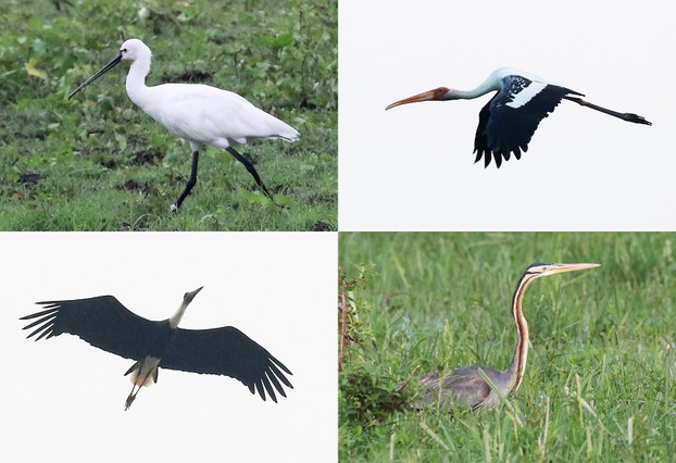 Eurasian Spoonbill | Painted Stork | Asian Wooly-necked Stork | Purple Heron