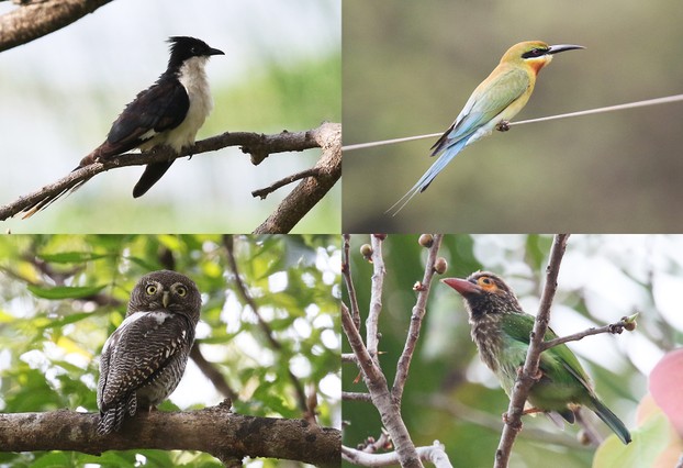 Pied Cuckoo | Blue-tailed Bee-eater | Forest Owlet | Brown-headed Barbet