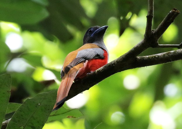 Malabar Trogon