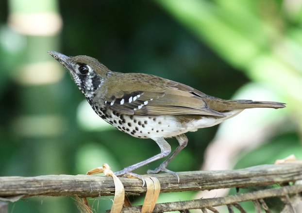 Spot-winged Thrush