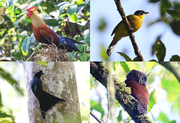Sri Lanka Junglefowl | Black-capped Bulbul | Sri Lanka Drongo | Chestnut-backed Owlet