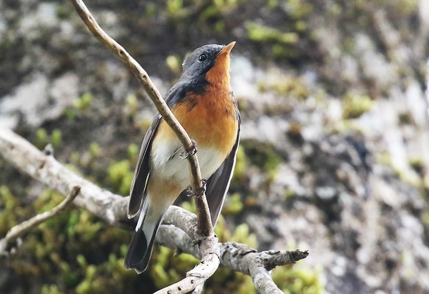 Kashmir Flycatcher