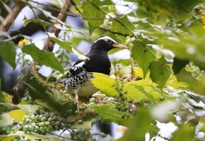 Pied Thrush