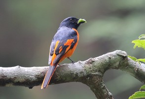Orange Minivet