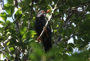 Indian Blackbird