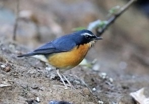 Indian Blue Robin