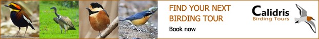 Calidris Birding Tours