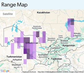 Turkestan Ground Jay Range Map