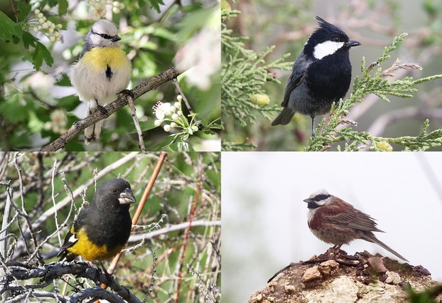 Azure Tit | Rufous-naped Tit | White-winged Grosbeak | White-capped Bunting