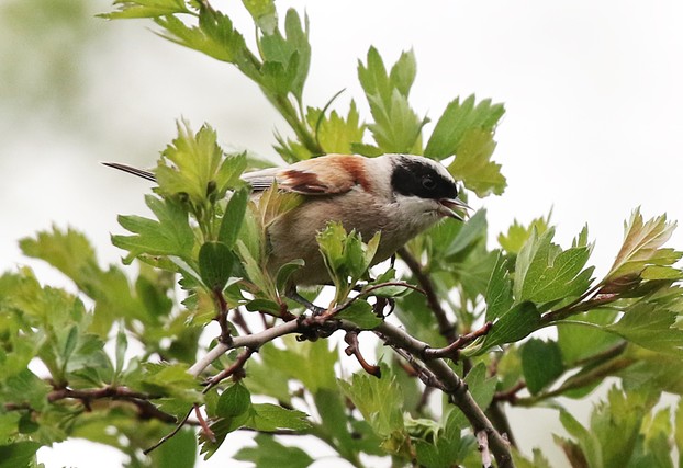 White-crowned Penduline Tit
