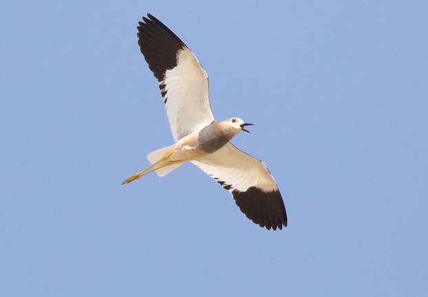White-tailed Lapwing