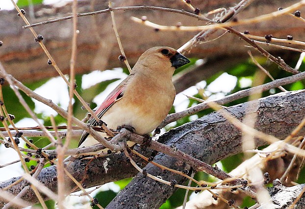 Desert Finch