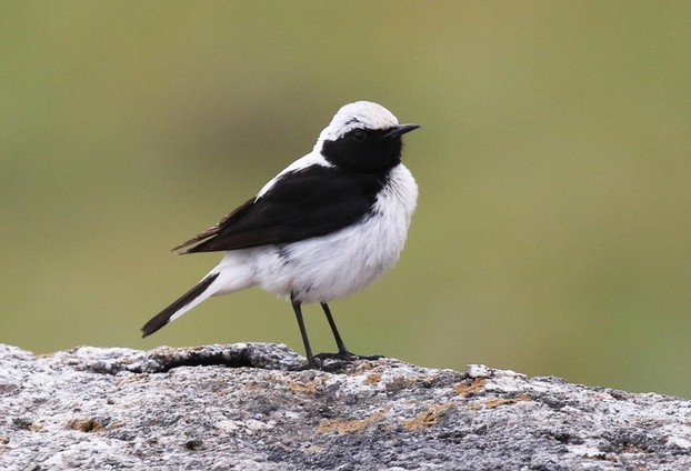 Finsch's Wheatear