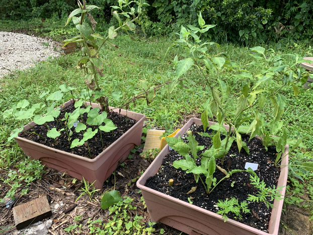 Growing green beans, Zinnia, pepper and sorrel