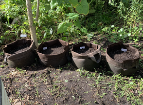 Onion seeds in fabric bags with sides rolled down
