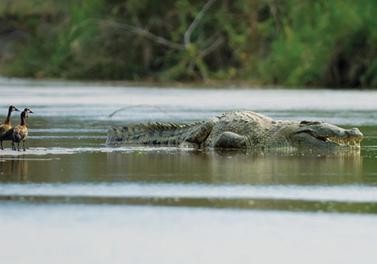 Corpulent Gustave basking on a rock