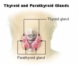 Thyroid and parathyroid glands Thyroid and parathyroid glands