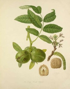 william-hooker-botanical-illustration