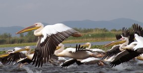 Pelicans