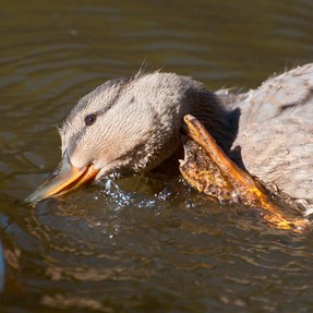 Mallard duckling scratching: copyright AnnMackieMiller