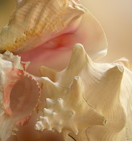 large conch shells