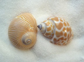 two little shells