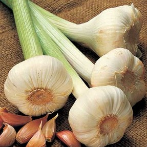 Growing garlic
