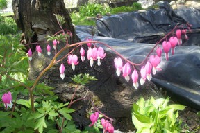 Bleeding Heart flower bloom (Dicentra)